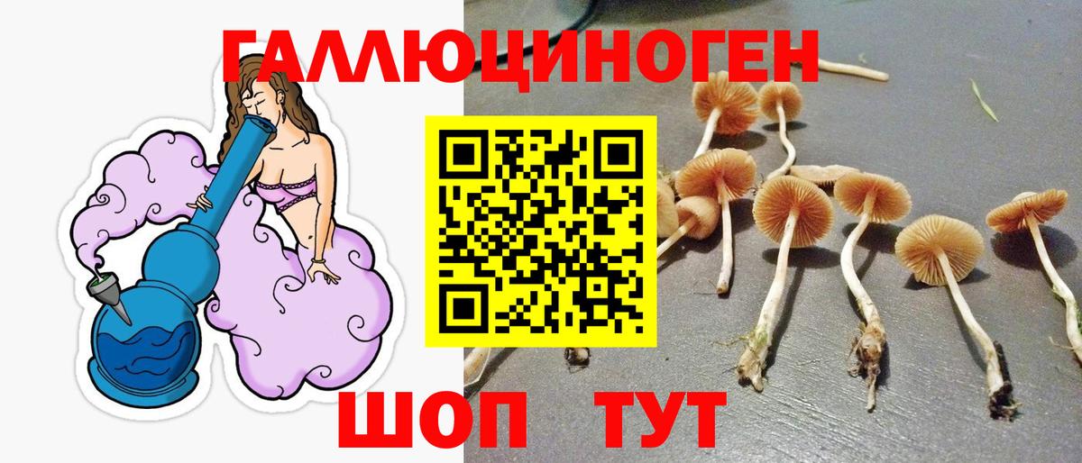 Псилоцибиновые грибы Psilocybine cubensis Людиново